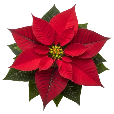 Imagen PNG para descargar